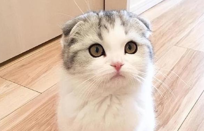 九命猫为什么是阴阳师女主