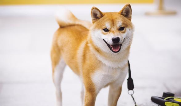 忠犬小八梨形自制代工厂