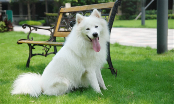 摩耶犬的繁殖与配种 摩耶犬的繁殖与配种