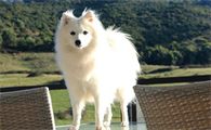 日本尖嘴犬小时候图片