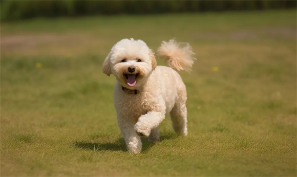 推荐阅读 | 犬髌骨脱位治疗经验分享 推荐阅读 | 犬髌骨脱位治疗经验分享