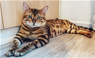 虎斑豹纹猫吃什么食物