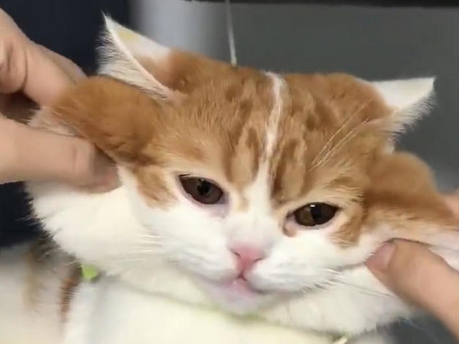 铲屎官揉起猫来毫不留情，猫的脸都被揉变形了！