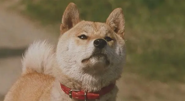 十部催泪电影忠犬