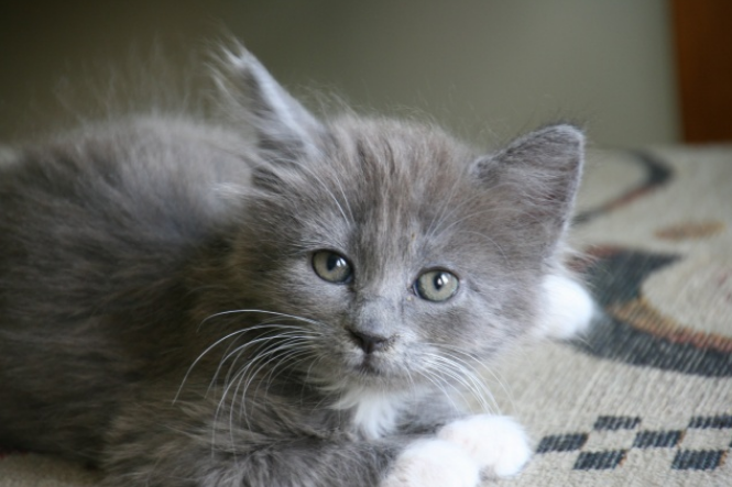 养猫男人不能嫁的原因