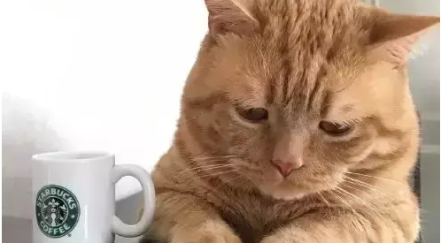 橘猫老喜欢皱眉头,它天生自带幽怨的小表情,猫:我太难了 橘猫老喜欢皱眉头,它天生自带幽怨的小表情,猫:我太难了