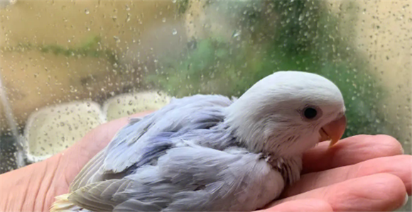 紫伊莎牡丹鹦鹉好养吗 紫伊莎牡丹鹦鹉好养吗