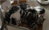 为什么后院猫不能买