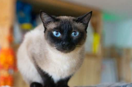 逻辑猫和暹罗猫是一个品种吗