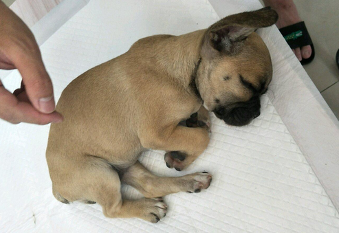 星期狗为什么测不出来细小犬瘟