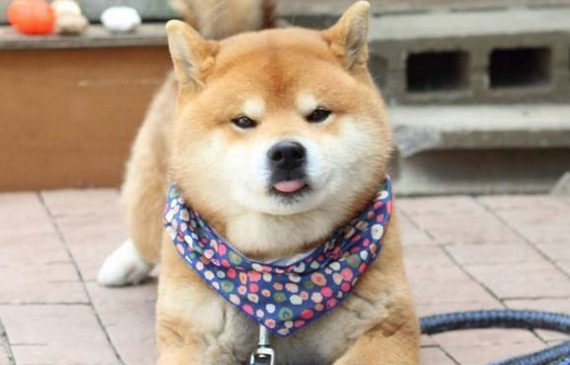 最近很火的那个狗