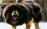蒙古黎和藏獒哪个厉害