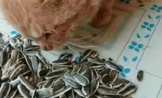 橘猫喜欢嗑瓜子,网友:真不愧是大橘,一点都不挑食 橘猫喜欢嗑瓜子,网友:真不愧是大橘,一点都不挑食