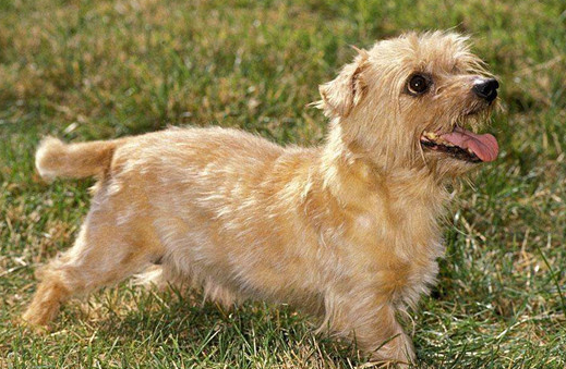 诺里奇梗犬哪里有卖
