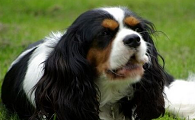查理士王小猎犬叫么,和蔼可亲精力旺盛