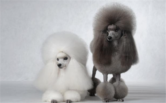 贵妇犬的体型特征介绍