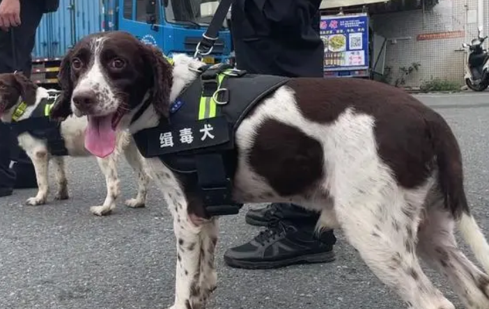 缉毒犬种类史宾格
