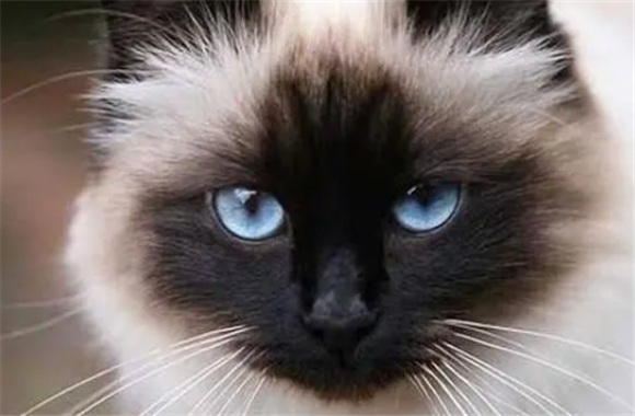 巴厘猫掉毛严重吗 巴厘猫掉毛严重吗