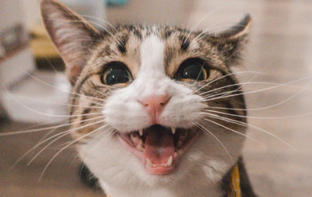 猫一直叫唤像在找东西