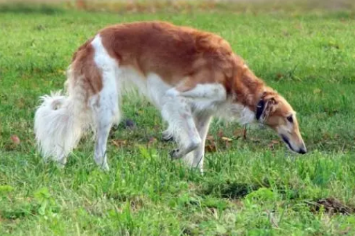 波索尔犬多少钱一只 波索尔犬多少钱一只