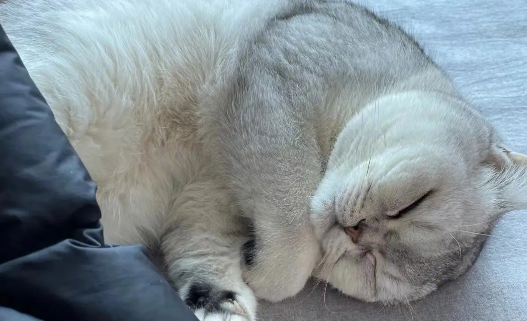 宠物猫消费快速增长,养猫也得负责任 宠物猫消费快速增长,养猫也得负责任