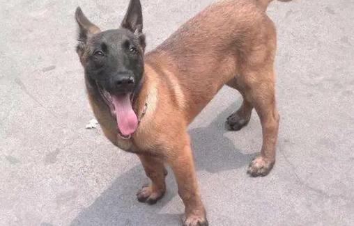 马犬售价多少钱一只?马犬幼犬又怎么挑选? 马犬售价多少钱一只?马犬幼犬又怎么挑选?