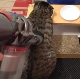 猫咪的“奇葩”爱好,主人用吸尘器吸它的头,猫咪却一脸享受 猫咪的“奇葩”爱好,主人用吸尘器吸它的头,猫咪却一脸享受
