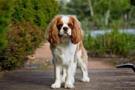 查理士王小猎犬的性格 面部有绅士风度的表情 查理士王小猎犬的性格 面部有绅士风度的表情