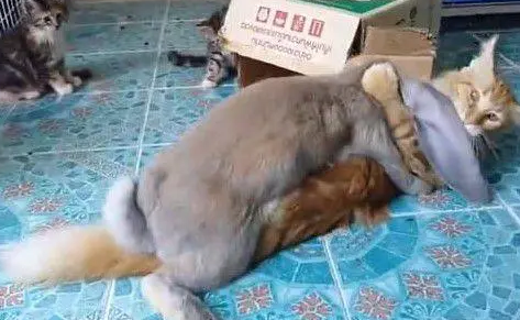 猫咪被兔子强上了，旁边猫咪的表情才是亮点，网友：捂住眼睛别看