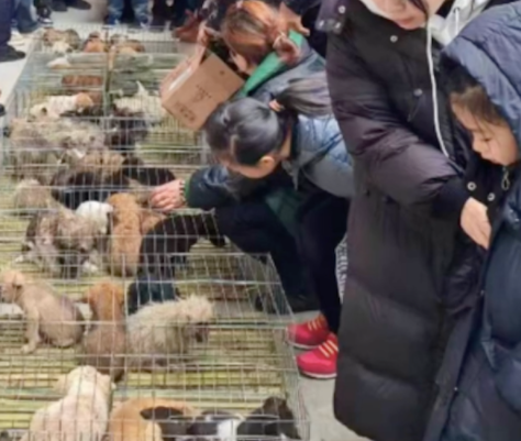 高速服务区100多只狗被遗弃，疑似送往肉狗养殖场，有狗已被冻死