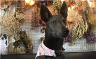 米克斯犬是禁养犬吗