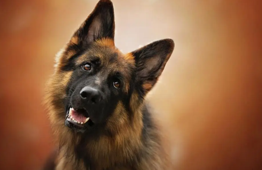 各个国家的国犬是哪些 各个国家的国犬是哪些