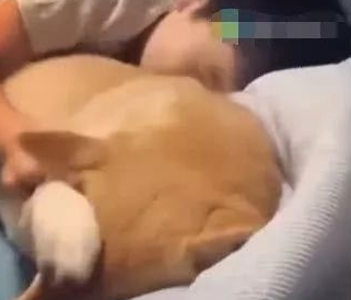 小主人失眠,抱着柴犬当抱枕,结果狗狗用手捂着脸,柴犬:流氓! 小主人失眠,抱着柴犬当抱枕,结果狗狗用手捂着脸,柴犬:流氓!