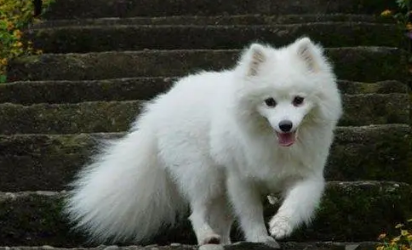 中型狐狸犬最大能长多少斤 中型狐狸犬最大能长多少斤