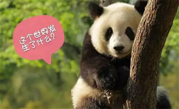 大熊猫为什么被视为中国的国宝？