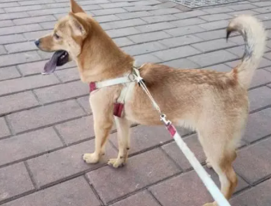 土猎犬的优点和缺点 土猎犬的优点和缺点