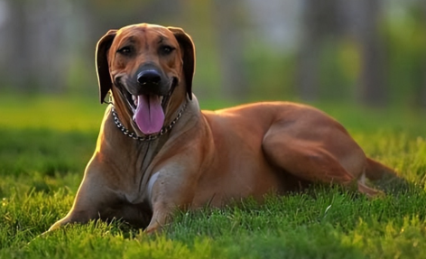 中亚犬与南非黎哪个厉害 中亚犬与南非黎哪个厉害