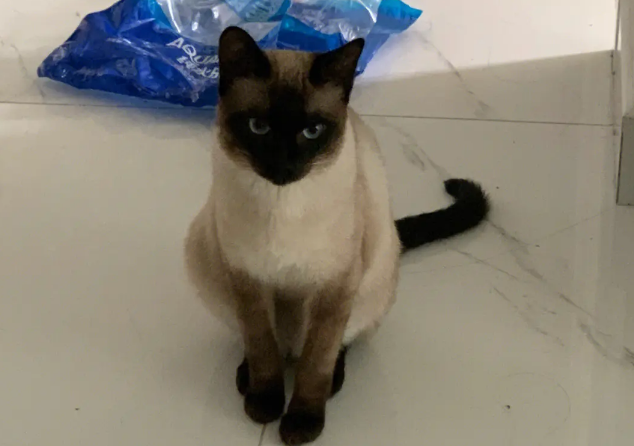 辑巴猫怎么读 辑巴猫怎么读