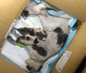 母爱！猫妈“脊椎断裂”无法动弹，却在听到小猫叫声后努力抬头
