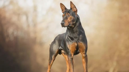 广东五红犬多少钱一只