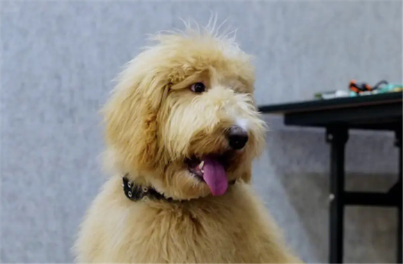 金贵犬长大后什么样