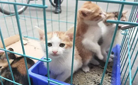 后院猫能买吗
