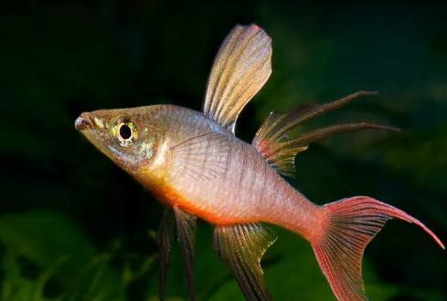 燕子美人嘴变形