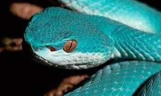 本文竹叶青蛇品种您了解多少？色彩斑斓、各显蛇韵！