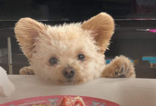 米克斯犬什么意思