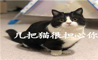 机霸猫很担心你表情包