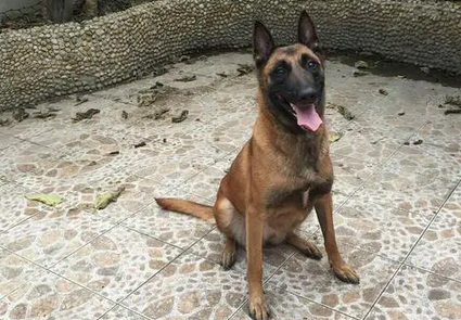 马犬售价多少钱一只?马犬幼犬又怎么挑选? 马犬售价多少钱一只?马犬幼犬又怎么挑选?