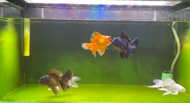 泰狮混养最佳搭配