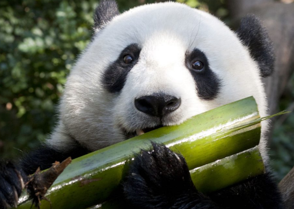 大熊猫是以前是肉食动物吗？为什么它们不再吃肉了？ 