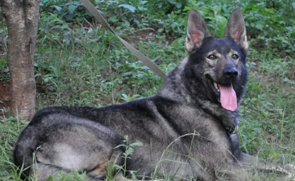 中国的警犬第一名